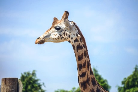 Giraffes at Twycross Zoo